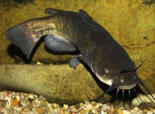 Fritto o in umido guizza il pesgat C’era una volta nei nostri canali