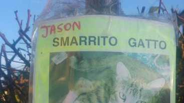 Nella Piana lucchese i gatti tornano a sparire nel nulla