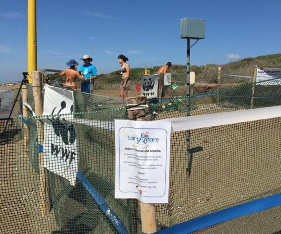 Per le tartarughine si inizia a costruire il corridoio fino al mare 
