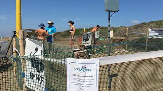 Per le tartarughine si inizia a costruire il corridoio fino al mare