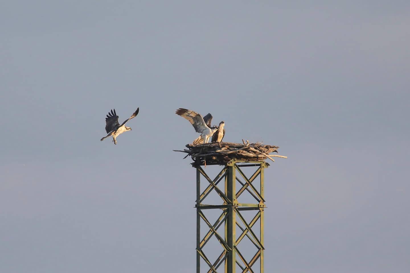 I tre falchi Blu, Billy e Bizet nati all’Oasi (foto Stefano Benucci)