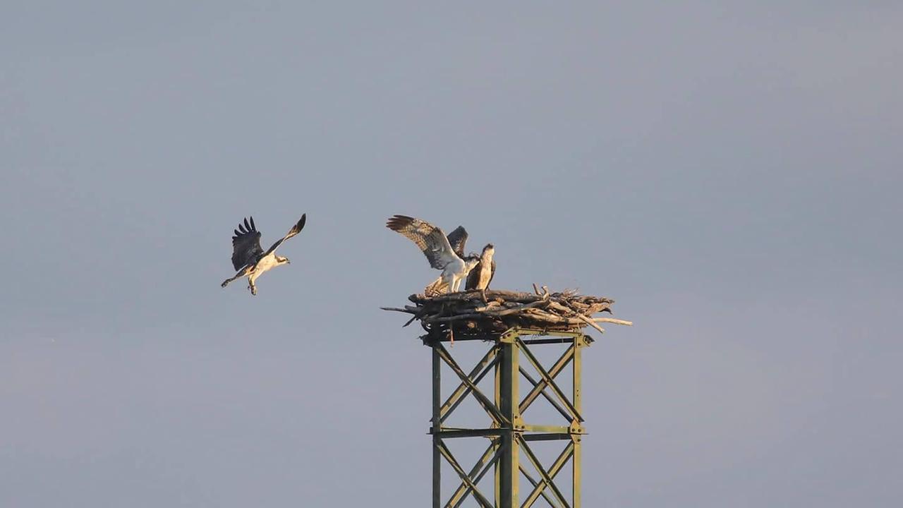 I tre falchi Blu, Billy e Bizet nati all’Oasi (foto Stefano Benucci)