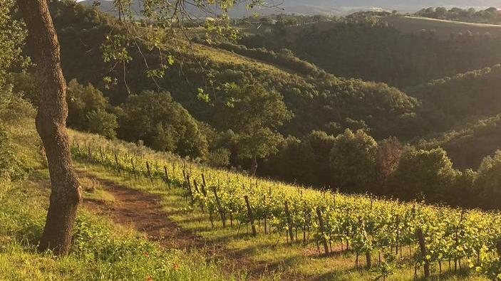 Dal vitigno al calice: la cantina chiuderà il circolo virtuoso