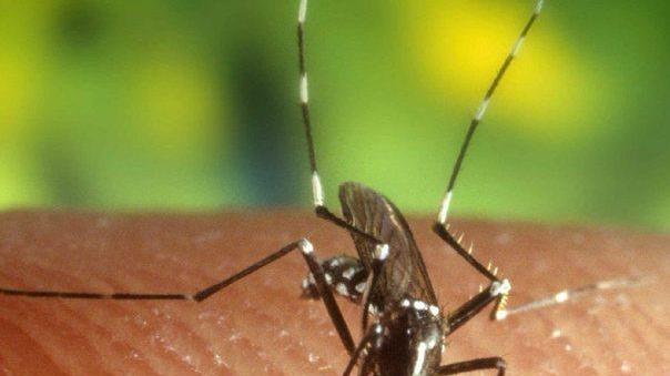 West Nile nel modenese: due i casi in cura al Policlinico