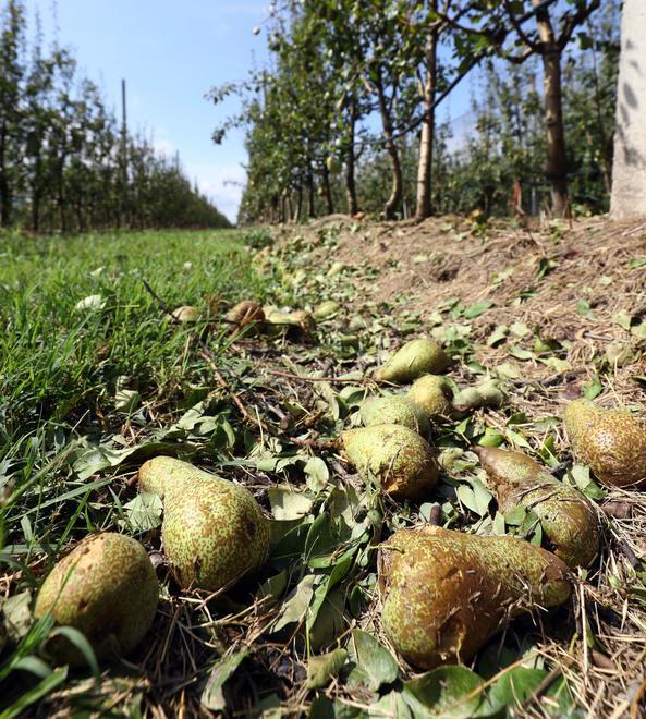 Annata tragica per le campagne Perdite fino al 90% per il maltempo 
