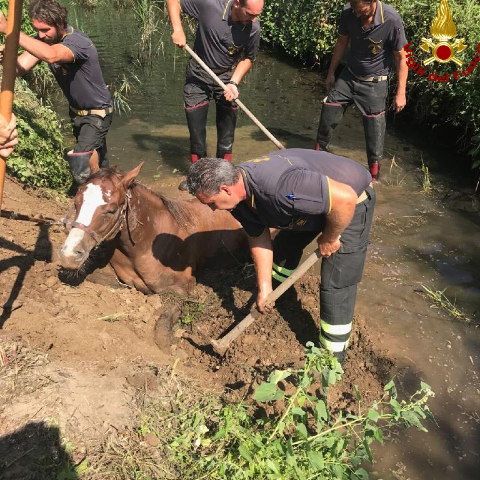 La puledra intrappolata e i Vigili del fuoco di Massa-Carrara al lavoro