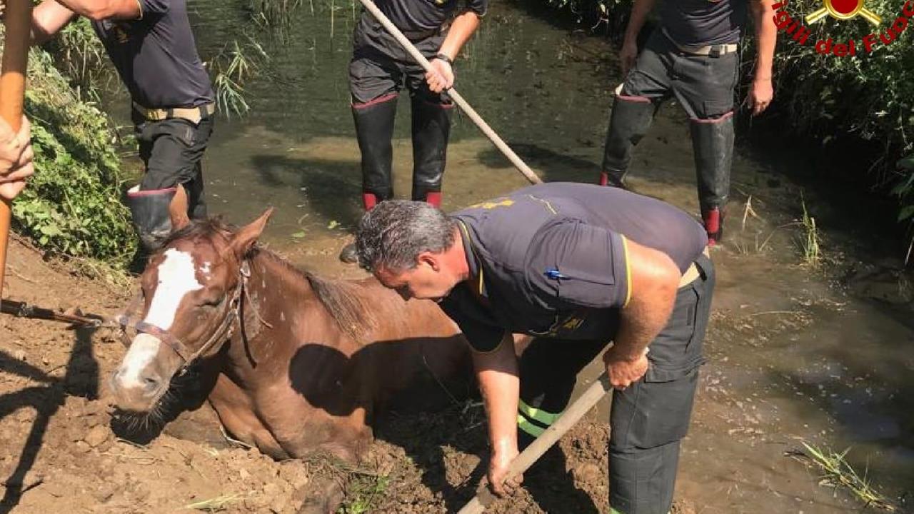 La puledra intrappolata e i Vigili del fuoco di Massa-Carrara al lavoro