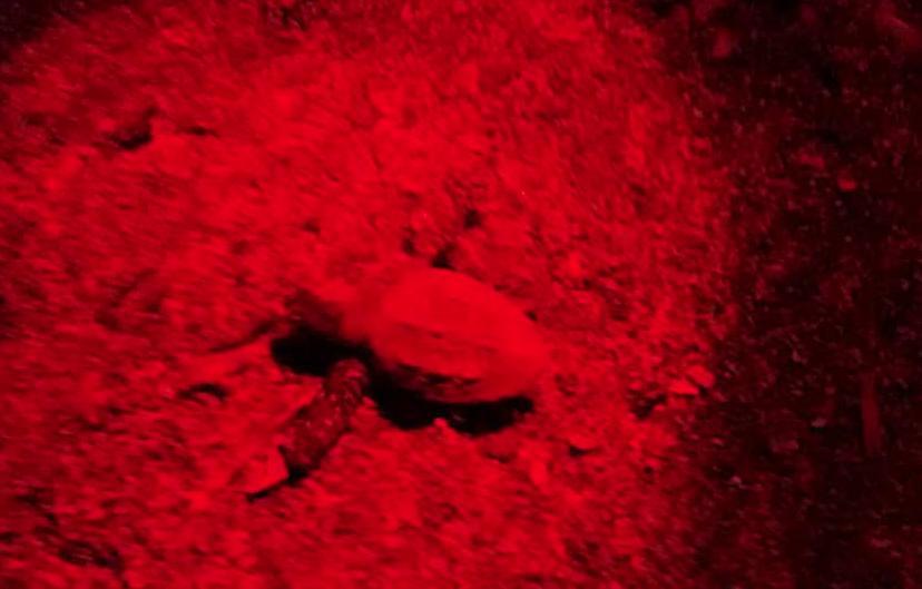 Un tartarughino mentre esce dal nido