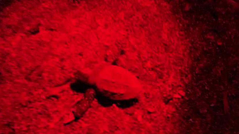 Un tartarughino mentre esce dal nido