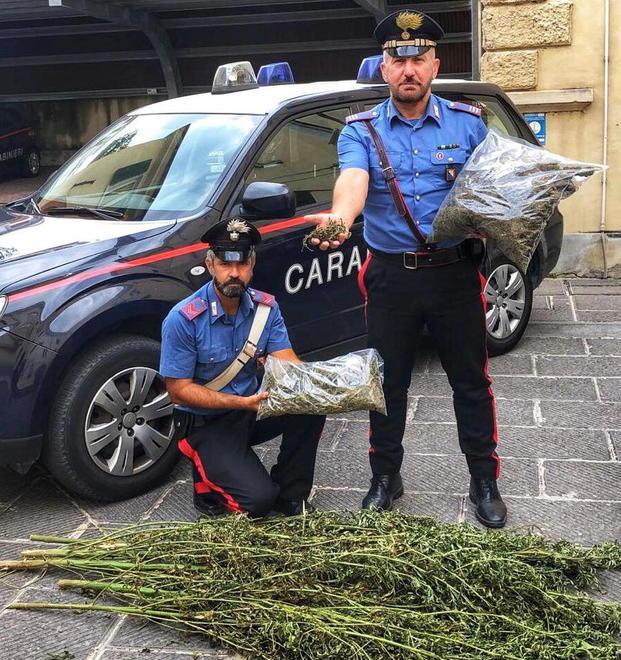Coltiva cannabis in casa: «Faccio cosmetici...». Arrestato