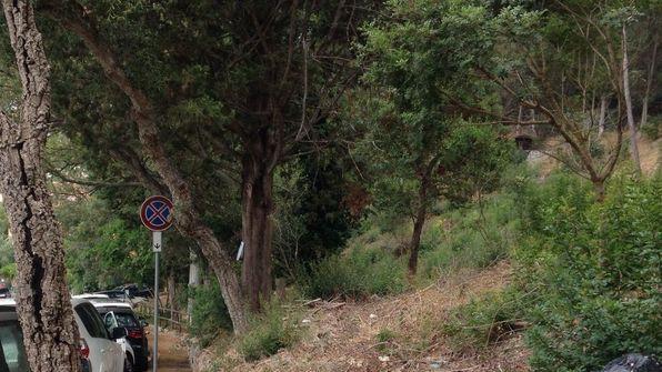 «Taglio selvaggio di alberi» 35 cittadini scrivono al sindaco