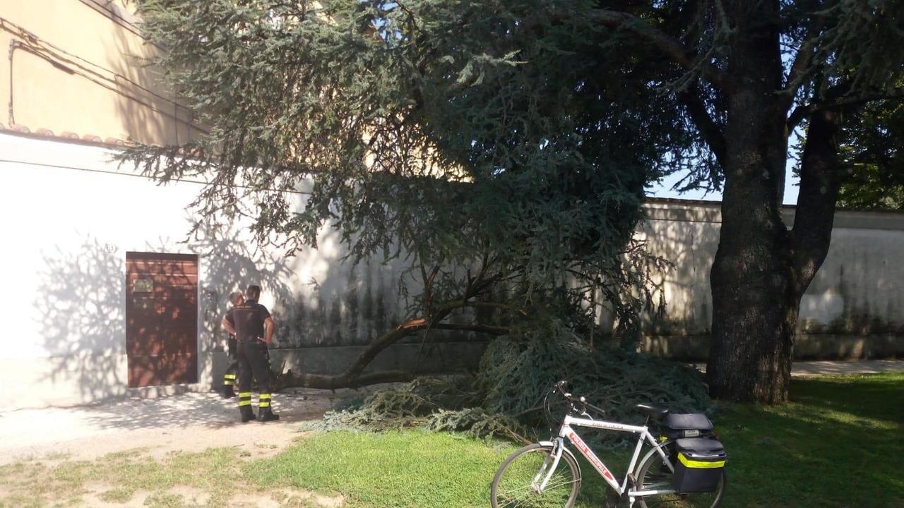 Il ramo caduto in via Elisa