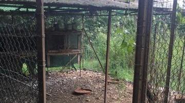 I ladri svuotano il pollaio dell’agriturismo Il Bove: «Galli pronti per la padella»