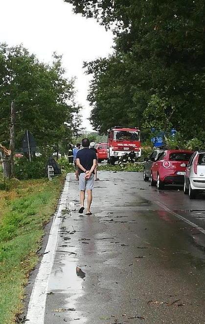 La Sterza, albero sulla strada