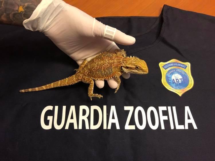 Il drago barbuto
