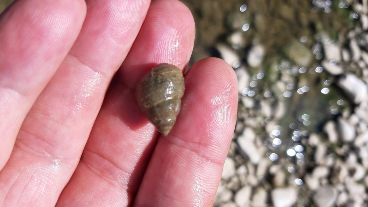 Un esemplare di Sinotaia Quadrata raccolta nell'Arno