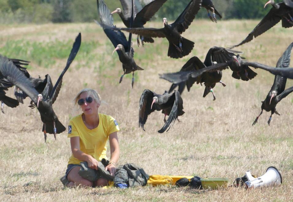 Rari, splendidi e “scortati” da due velivoli: ventinove ibis eremita arrivano in Maremma 