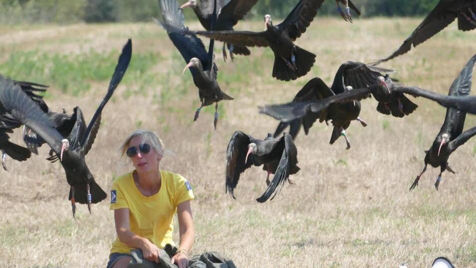Rari, splendidi e “scortati” da due velivoli: ventinove ibis eremita arrivano in Maremma