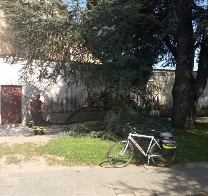 Crollato un grosso ramo da un cedro del Libano