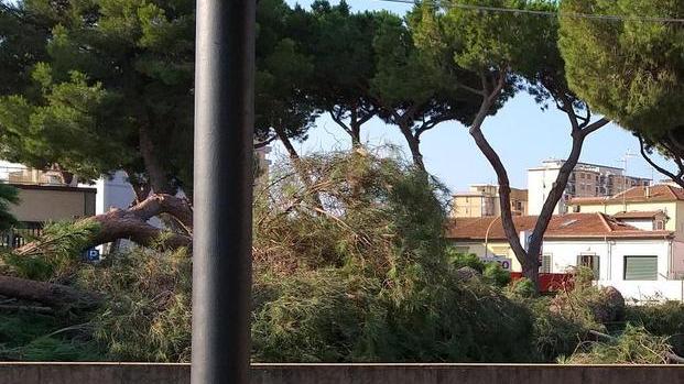 Pino crollato, al via l’indagine su tutte le alberature