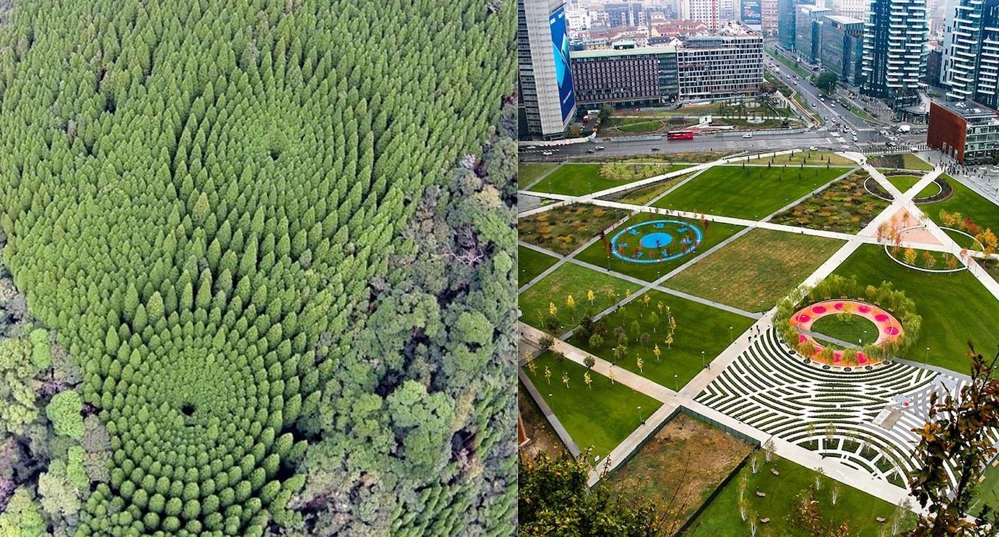Foreste perfettamente circolari in Giappone, nessuna magìa, solo un esperimento sui fusti 