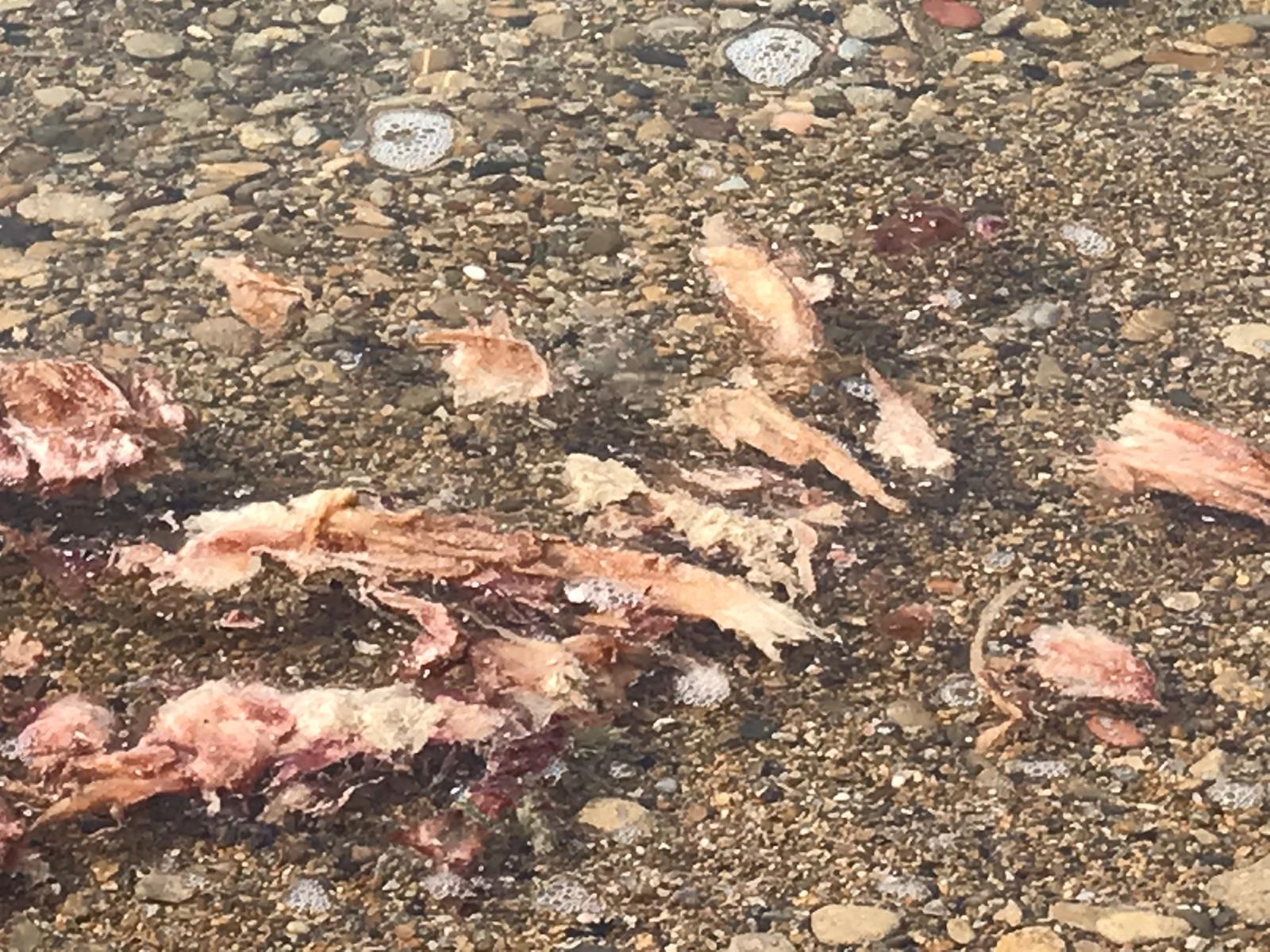 Macchia scura nel mare di Castiglioncello, il Comune rassicura: «È la fioritura di un'alga»