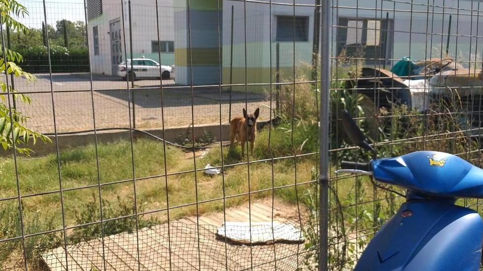Pastore belga aggredisce cane e padrone: scatta il sequestro, si cerca il proprietario