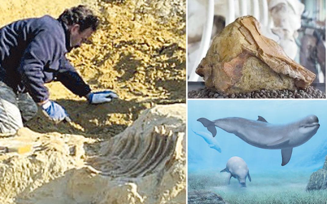 Quando il Beluga preistorico sguazzava nelle acque “tropicali” della Maremma 