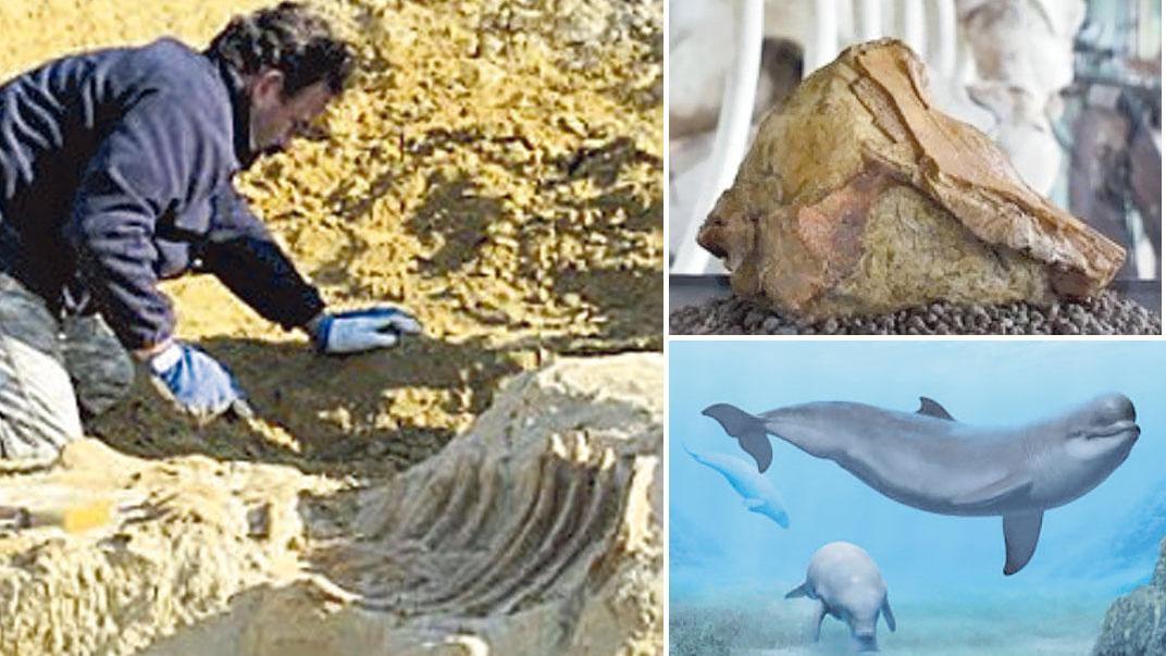 Quando il Beluga preistorico sguazzava nelle acque “tropicali” della Maremma