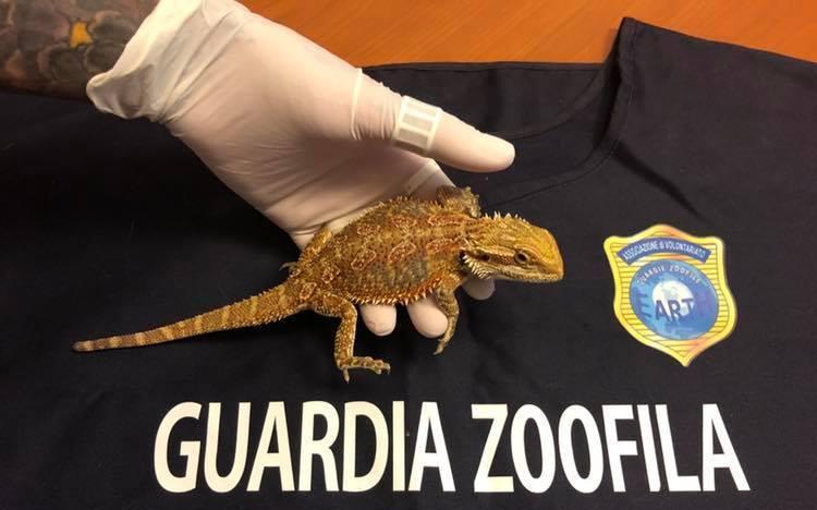 Chi ha perso il Drago Barbuto?