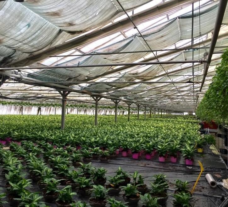 Floramiata, nuove serre dipendenti raddoppiati e bilanci in crescira 