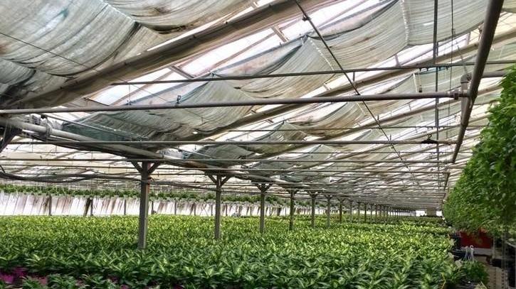 Floramiata, nuove serre dipendenti raddoppiati e bilanci in crescira