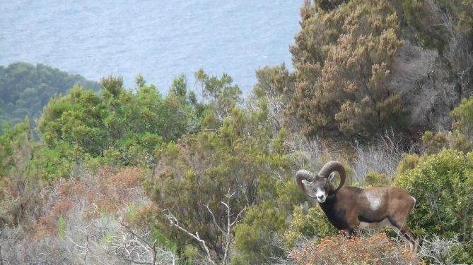 Dall’Elba all’Amiata, il rifugio dei mufloni