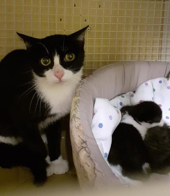 Carpi. Salvano gatta e cuccioli in tangenziale Scambiate per ladre 
