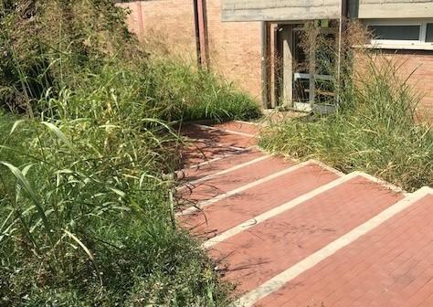 Erba alta alla palestra delle Stagi