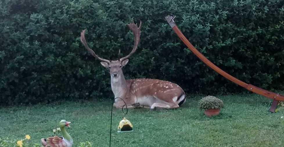Un bellissimo daino trova riposo nel giardino di una casa a Montericco