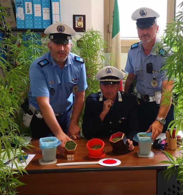 Vignola. Marijuana sul balcone I vigili di passaggio notano la coltivazione 
