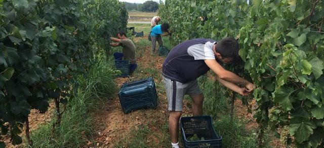 A Bolgheri una vendemmia tardiva con ottime premesse per i grandi rossi 