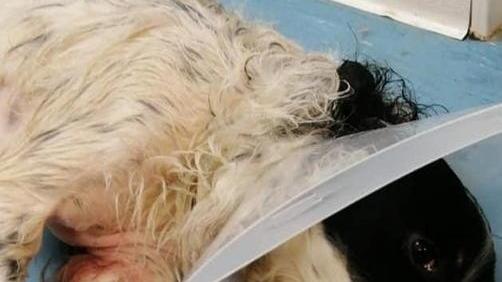 Un altro cane rischia di morire: un ferro gli perfora il polmone