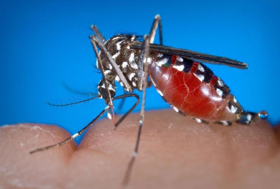 Modena. Un altro caso di West Nile I ricoveri salgono a tre 