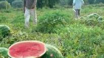 Cocomeri in crisi nel clima impazzito e la Bassa modenese soffre: «Qui siamo avviliti»