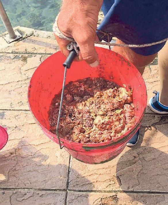 Le alghe restano ma si fa il bagno