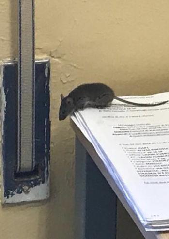 Sindacati contro Comune per i topi negli uffici 