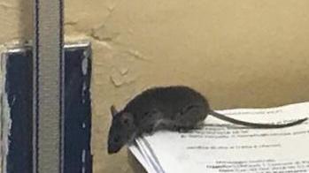 Sindacati contro Comune per i topi negli uffici