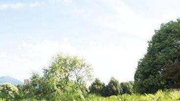 Acquisto o esproprio: due strade per i vivai Testi