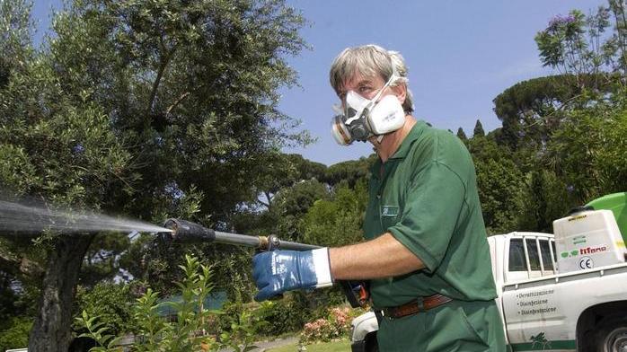 Strana invasione di zanzare Si cerca una soluzione