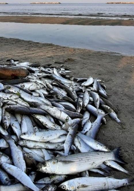 Odore nauseante sulle spiagge, ora si raccolgono i pesci morti 