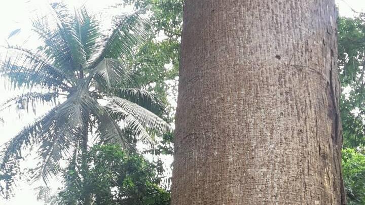 Insetti killer in pineta, l'esperto: «Abbattere gli alberi malati, curarli è costosissimo»
