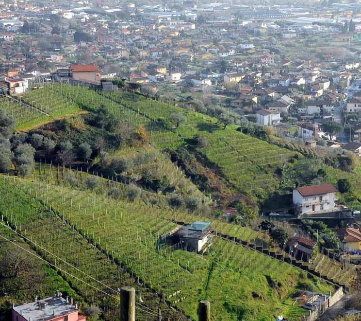 Vanno a coltivare la vigna, si ritrovano senza borsello Raffica di furti in Candia