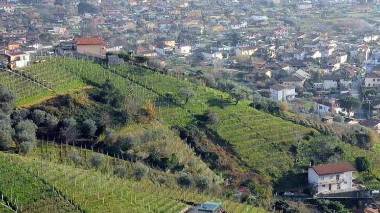 Vanno a coltivare la vigna, si ritrovano senza borsello Raffica di furti in Candia